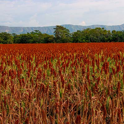 Red fields