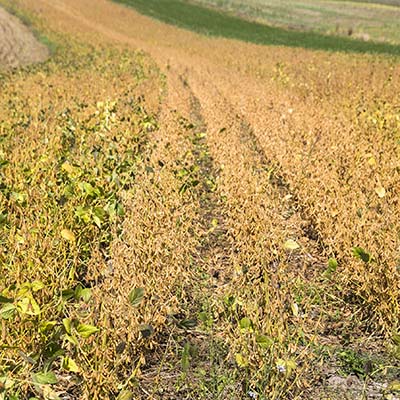 Ripe soybean agriculture field in a row. Photo is taken with dslr camera and wide angle lens on sunny day in European countryside.